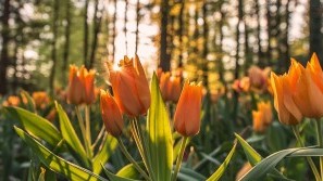 Tulpen im Sonnenlicht - Osterzeit Tulpen zu Ostern