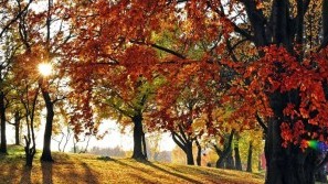 Hotel Sonnengut - Bad Birnbach - Lower Bavaria - Autumn trees Autumn trees | Hotel Sonnengut - Bad Birnbach - Lower Bavaria