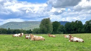 Sport- Ferienhotel Riedlberg - Drachselsried - Bavaria - cow pasture cow pasture - Sport- Ferienhotel Riedlberg - Drachselsried - Bavaria