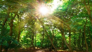 Strandhotel Ostseeblick - Healing forest Sunlight in the forest of Strandhotel Ostseeblick, seaside resort Heringsdorf