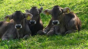 Wellness Hotel Sommer - Allgaeu Beauties Three brown cows on the pasture at the Urlaubs- und Wellness Hotel Sommer, Fuessen/Allgaeu