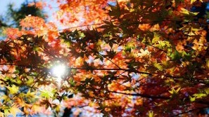 Buntes Laub im Herbst Der Herbst zeigt sich in seinen bunten Farben!