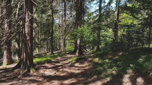 Wellness in the Bavarian Forest | Bavaria | Sport- und Ferienhotel Riedlberg Hiking in the Bavarian Forest | Sport- und Ferienhotel Riedlberg