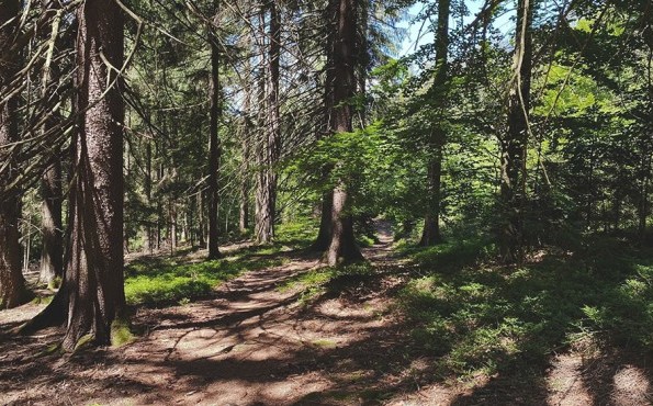 Wellness in the Bavarian Forest | Bavaria | Sport- und Ferienhotel Riedlberg Hiking in the Bavarian Forest | Sport- und Ferienhotel Riedlberg