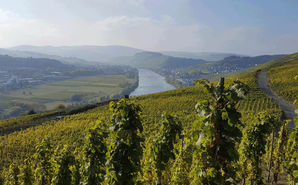 Wellness im Südwesten Deutschlands Blick über die Weinberge an der Saar