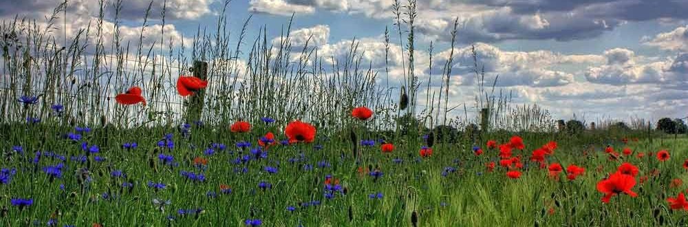 Wellness time out in Brandenburg Discover the surroundings of Brandenburg in a wellness holiday