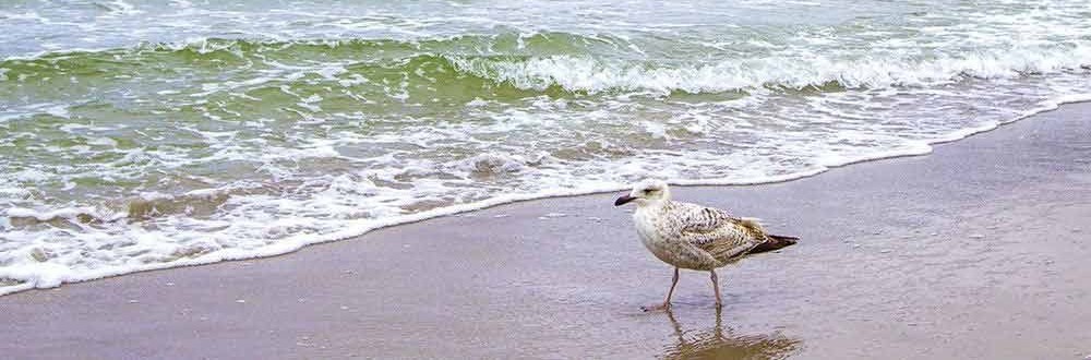 Wellness experience in the north and on the coast Pure relaxation at the North Sea and on the East Frisian Islands