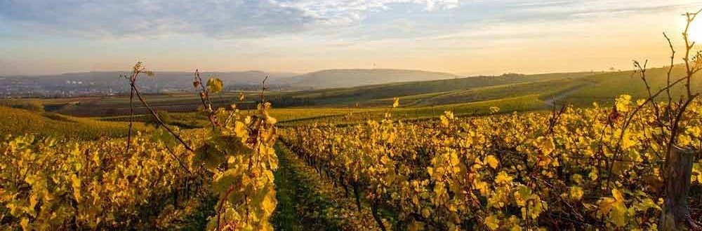 Wellness holidays in the vineyards of the Naheland Hiking through the vineyards of the Naheland