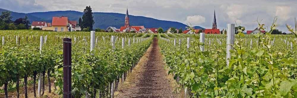 Wellness & Wein in Rheinland-Pfalz Wellness zwischen den Weinbergen der Pfalz