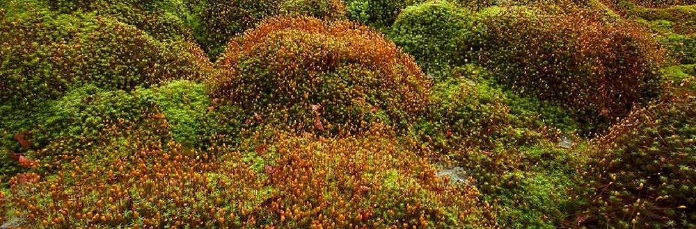 Wellness break in the Saarland Hunsrueck-Hochwald National Park The Hunsrueck High Forest National Park promises invigoration & regeneration