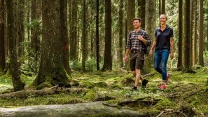 Stress-Prävention durch Waldbaden im Wellnessurlaub - Seezeitlodge Hotel & Spa Gesundheitsvorsorge in der Natur - Seezeitlodge Hotel & Spa